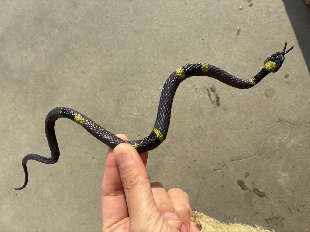 ヘビのおもちゃ